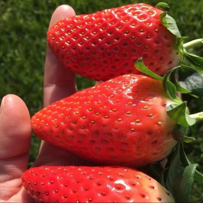 奶油草莓种子四季结果白草莓盆栽地栽红草莓室内外阳台水果种苗