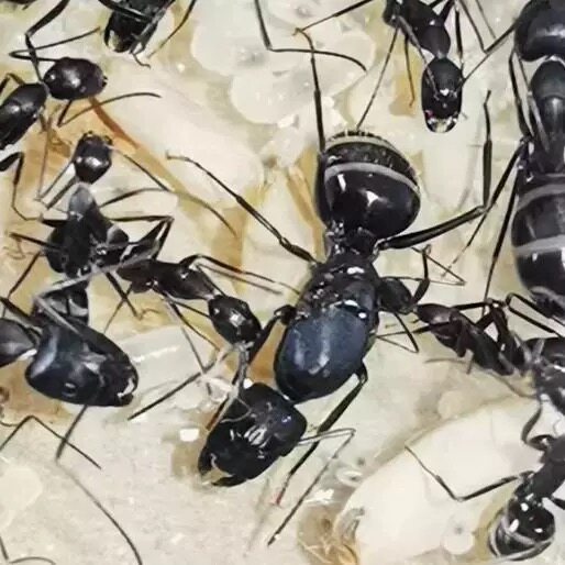 Муравей с изогнутой спинкой Aiti Серебряное кольцо с изогнутой спинкой муравья Мобилизация колонии муравьев Подарок для обучения живой науке Изображение 1