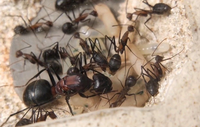 Узкошеий дугообразный муравей Camponotus angusticollis - редкий коллекционный вид домашних крупных муравьев Изображение 1