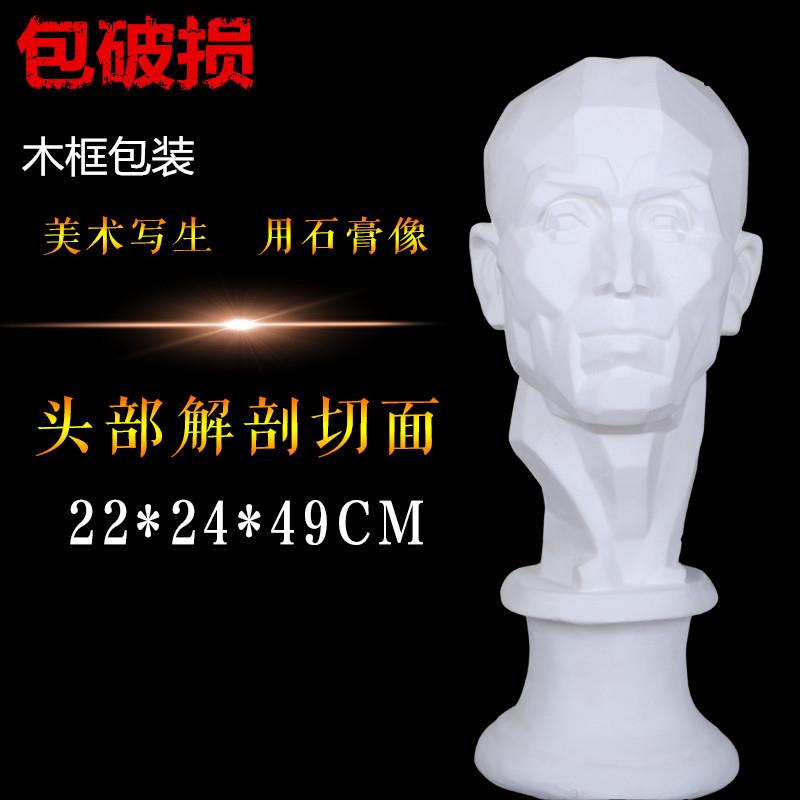 直销解刨头像3石膏像石膏器材美术素描写生头像头解切面