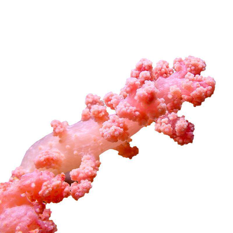 QBE水桃花软体珊瑚海冠LPS海水红生物小丑桃鱼珊瑚鸡水花海缸造景
