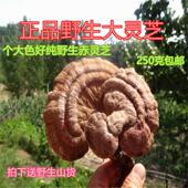 神农特级正品 野UOM生灵芝深山纯野生赤灵芝紫灵芝 野生架灵纯芝整