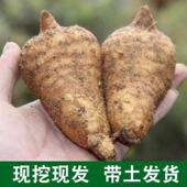 陇天麻野生文县带土新鲜深山10级个天麻挖现发现SOV特煲汤2025年