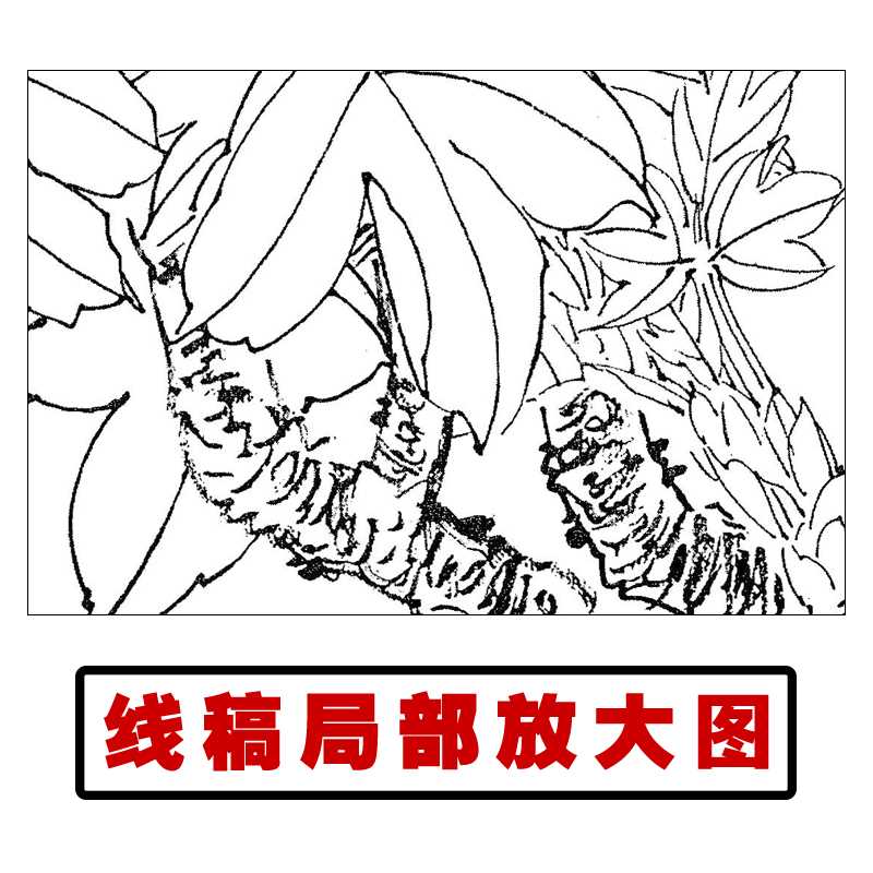 郝良彬工笔画牡丹白描底稿国画花鸟素材临摹练习线描稿实物打印稿