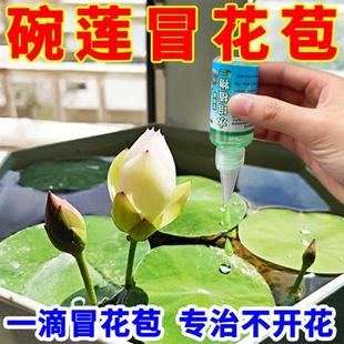 碗莲睡莲营养液水培绿色植物观赏花卉养花专用肥一叶莲水溶肥料