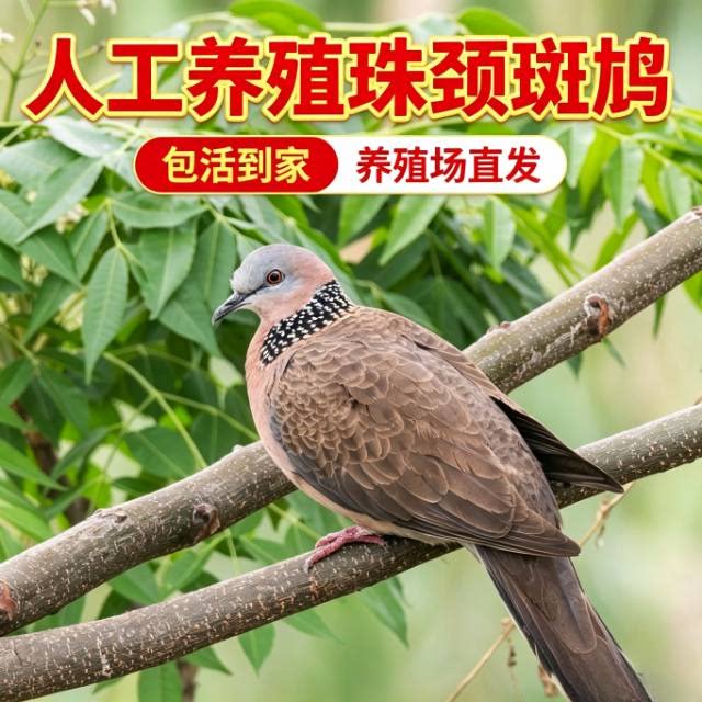 人工养殖珠颈斑鸠活鸟一对包活