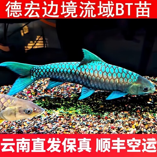 德宏溶洞BT活体蓝吉罗鱼