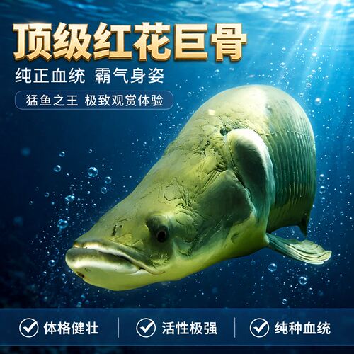 红尾巨骨舌鱼苗热带淡水猛鱼