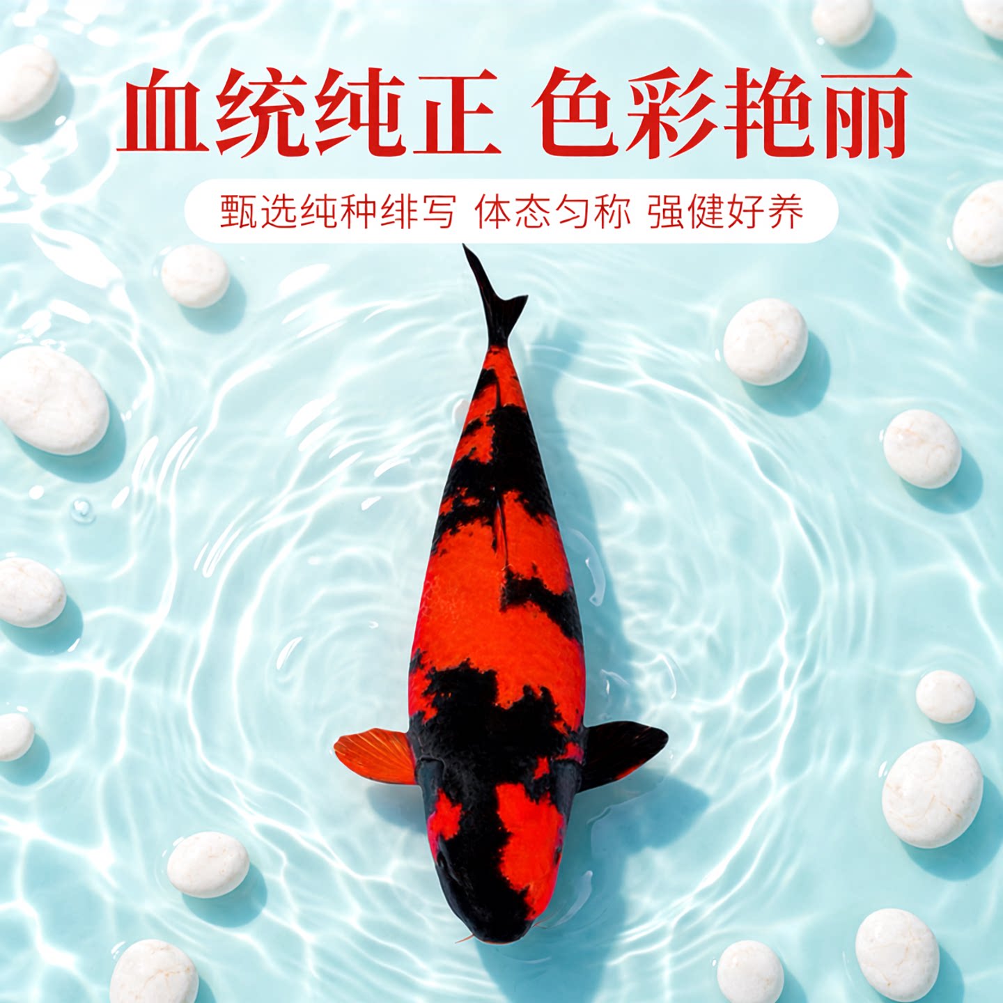 日本纯种精品绯写锦鲤活体宠物观赏鱼冷淡水金鱼好养耐活孔雀昭和