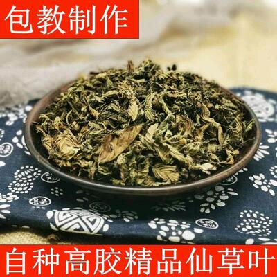 仙叶FHX凉粉草草仙草烧干 干草粿草台湾仙草新鲜草仙草粉仙草冻干