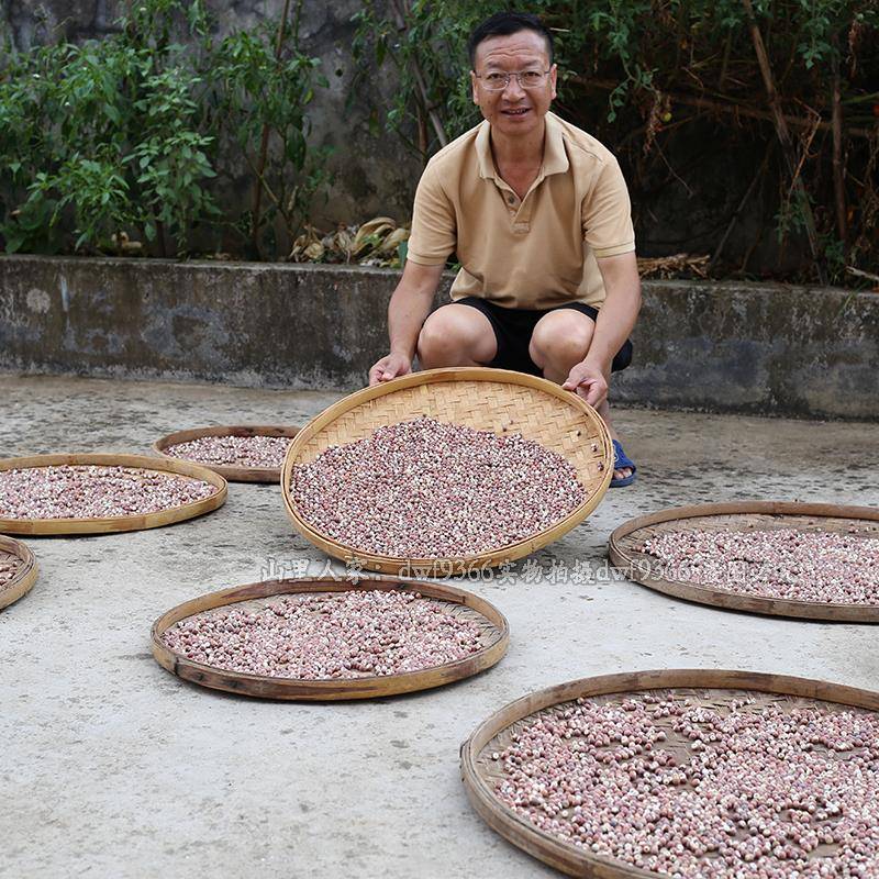 实生鸡无硫药材头米新鲜农家晒干货芡广东煮炖煲汤材白茯PFT苓四