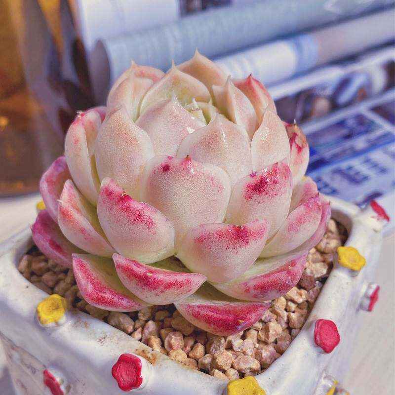 新品蔷薇月影多肉植物花卉盆栽稀有品种盆景室内组合绿植肉肉新手