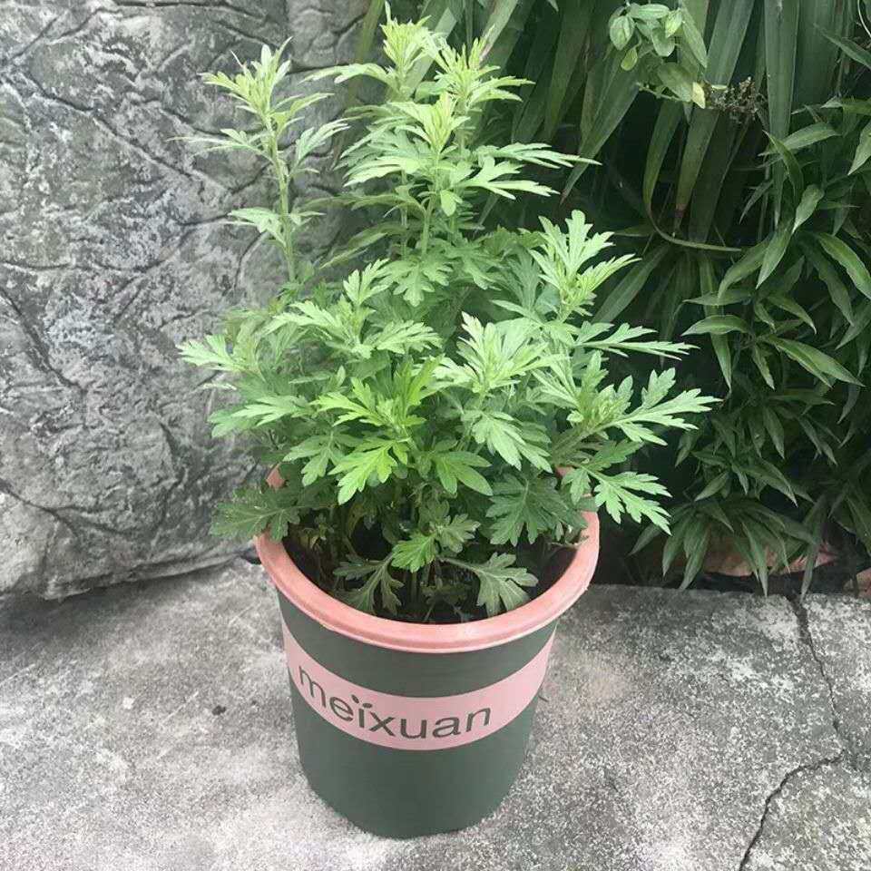 艾草新鲜盆栽植物庭院阳台种植驱蚊艾叶苗四季绿色食用香草易成活