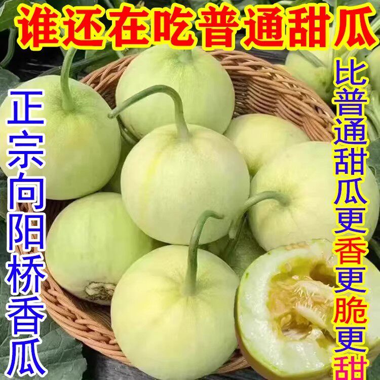 湖南衡阳向阳桥香瓜甜宝甜瓜梨瓜甜瓜