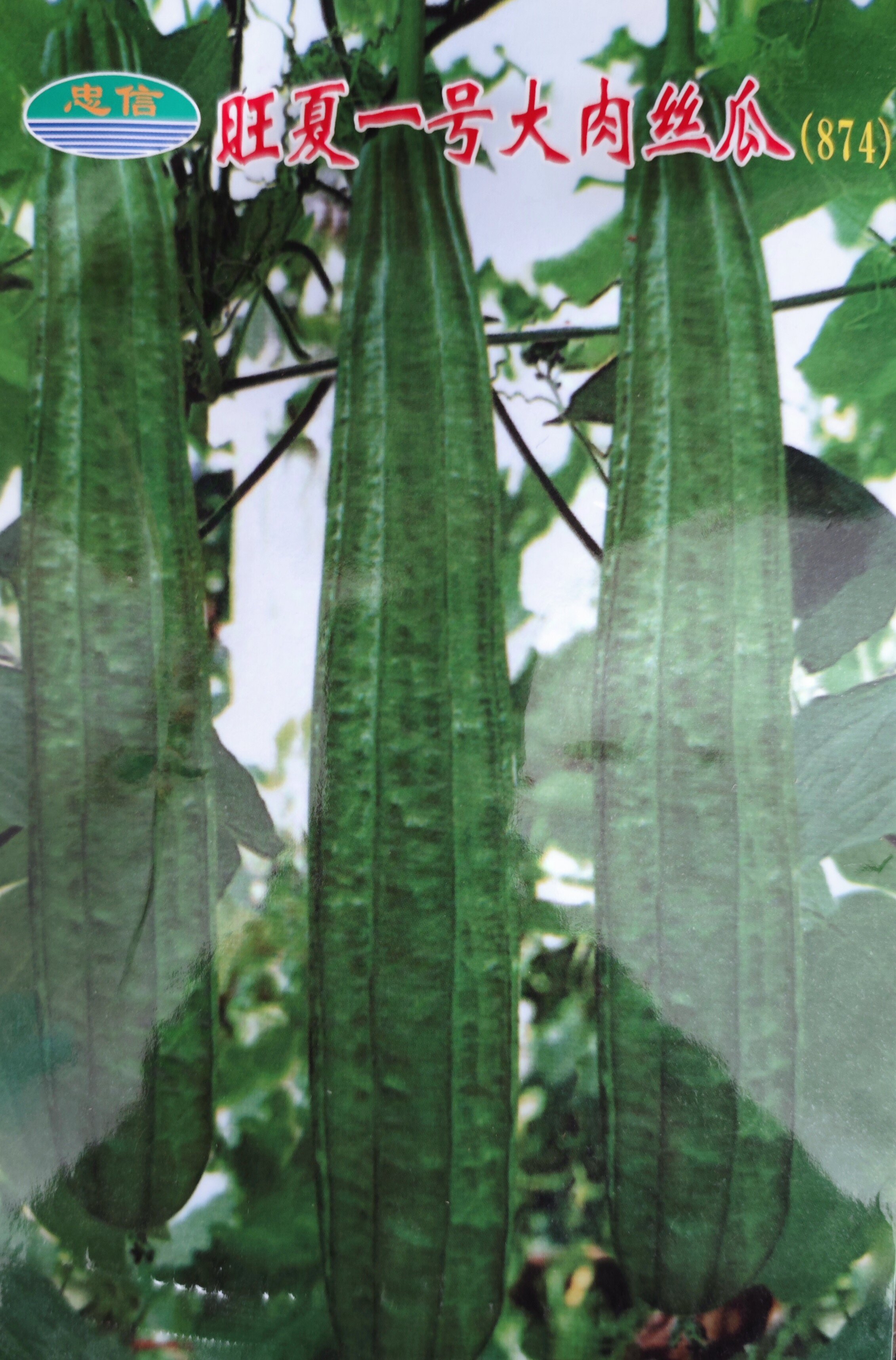 丝瓜种子八角香棱肉多发角瓜大肉丝瓜玉宝短条丝瓜秋瓜种籽10克