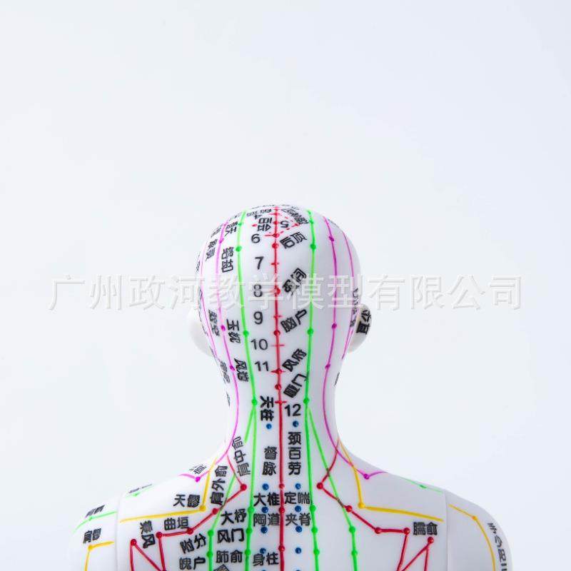 超清晰经络穴位针灸小人模35cm针炙穴位模型中医迷你穴位人体模型,文具电教/文化用品/商务用品,教学标本/模型,淘宝优惠券,粉丝福利购,淘宝优惠卷