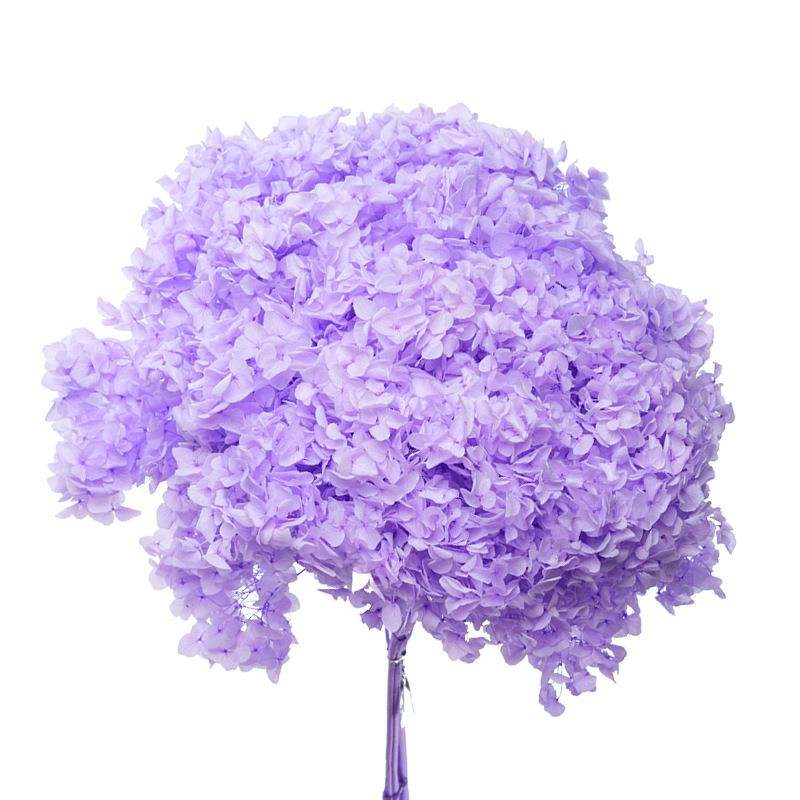 安娜绣球永生花干花绣球仿真花家居装饰diy手工材料单只绣球,家居饰品,餐桌花艺,淘宝优惠券,粉丝福利购,淘宝优惠卷