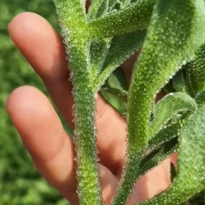 冰菜种子正宗冰草种子四季阳台庭院家庭种植播种耐寒耐热蔬菜种子