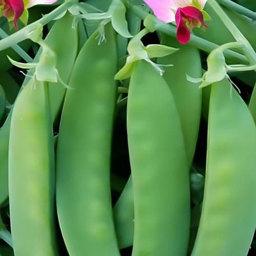 604软荚荷兰豆种子大荚豌豆