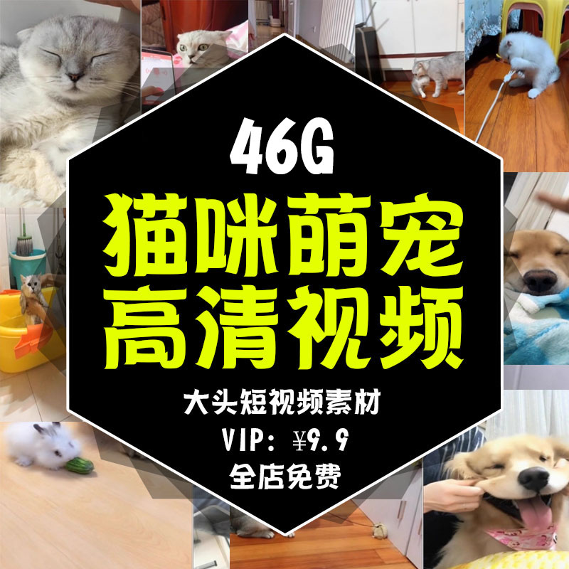 2025宠物视频国外萌宠动物小猫小狗狗搞笑抖音短视频猫咪素材