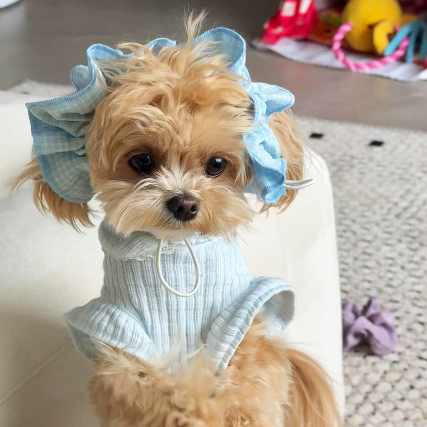 狗狗耳花宠物发饰大耳朵