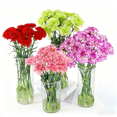 康乃馨鲜花云南基地直发鲜切花真花母亲节教师节花束家用水养插花