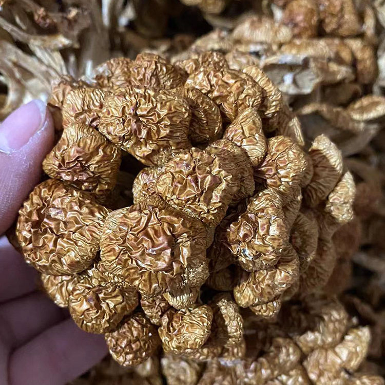 大朵干货滑子菇 食用菌蘑菇500g散装连朵黄滑子蘑 厂家