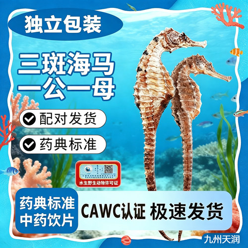三斑海马一公一母中药材泡酒煲汤