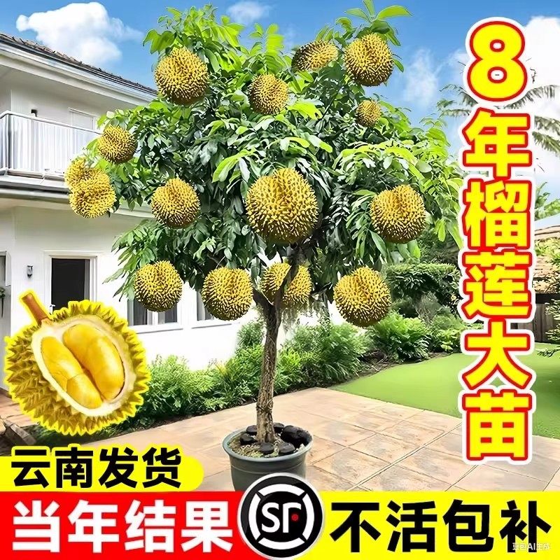 金枕榴莲树果苗南北方种植猫山王耐寒嫁接盆栽地栽广西正宗果树苗
