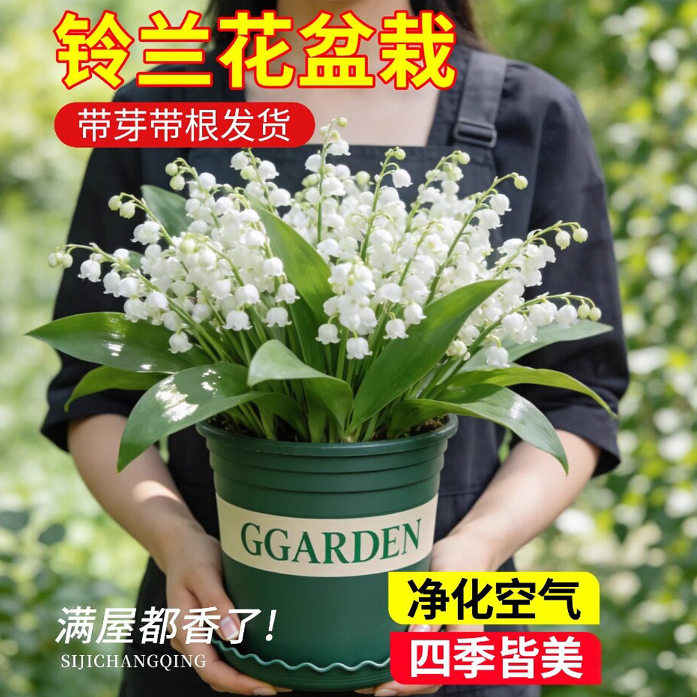 铃兰花苗盆栽带芽带根种球进口浓香型种球花卉室内外桌面绿植四季