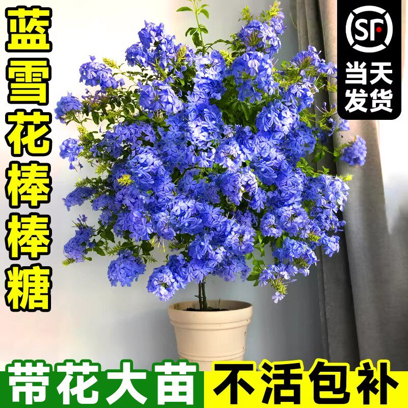 棒棒糖蓝雪花盆栽带花苞大苗阳台花卉绿植物四季好养独杆老桩鲜花