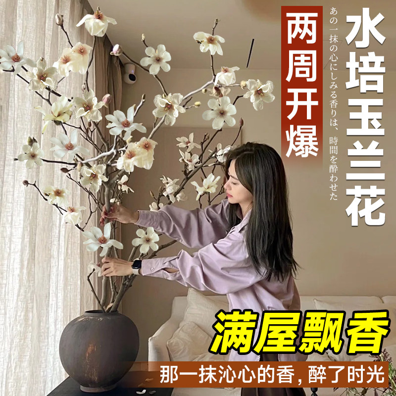 白玉兰水培植物干枝带花苞盆栽鲜切枝室内花卉桌面好养绿植四季支