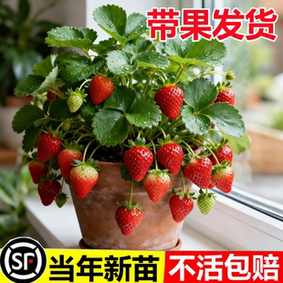 草莓苗盆栽秧苗丹东99新苗秧四季结果奶油玄玉优质脱毒种苗大果苗