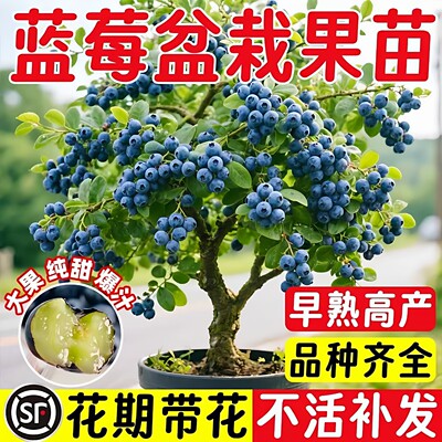 蓝莓苗盆栽蓝莓树果苗北方南方种植四季果树薄雾兔眼特大阳台带果