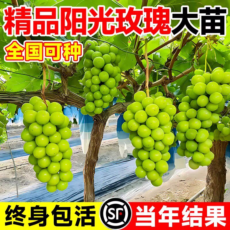 葡萄树苖阳光玫瑰盆栽地栽大苗爬藤果树南方北方种植果苗当年结果
