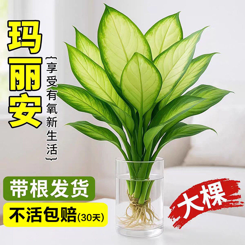 玛丽安万年青水培植物盆栽办公室真绿植绿箩客厅桌面懒人花卉盆景