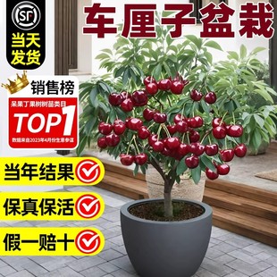 车厘子树苗盆栽室内矮化小樱桃树苖樱桃树苗当年结果南方北方种植