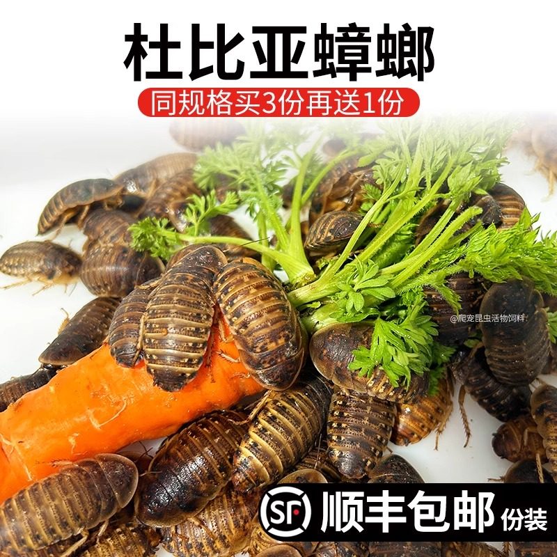 杜比亚蟑螂繁殖组幼体昆虫守宫红龙活饵饲料新宠鸟类养殖营养活体