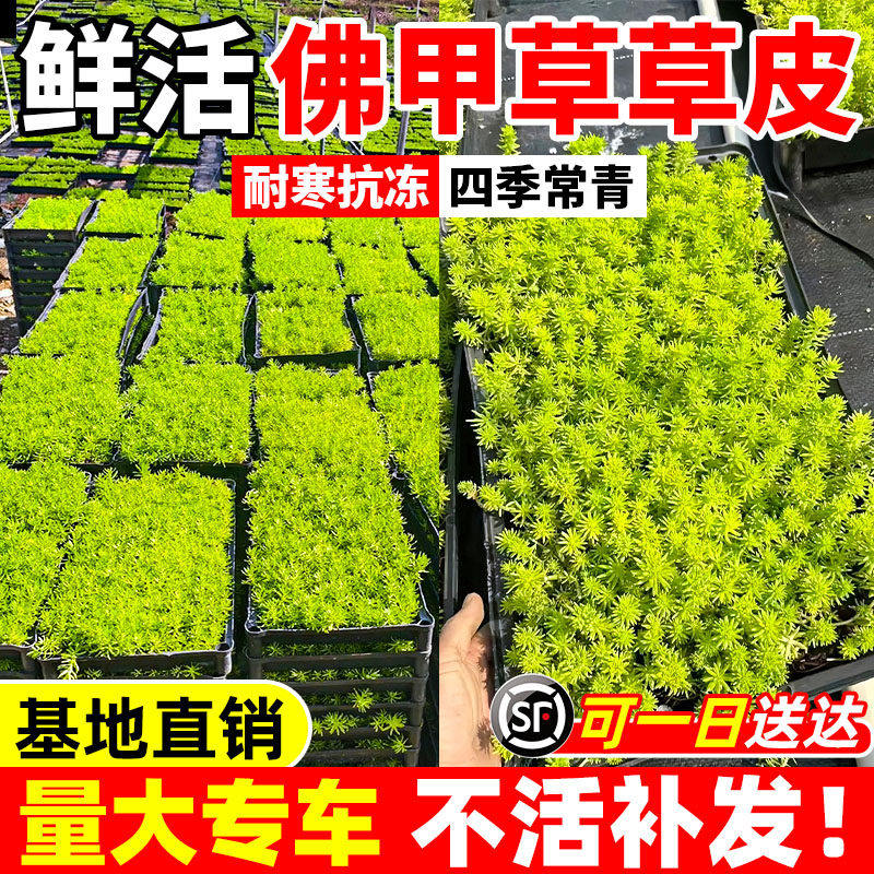 佛甲草草皮黄金万年草苗地被植物室内外庭院盆栽四季常青好养绿植