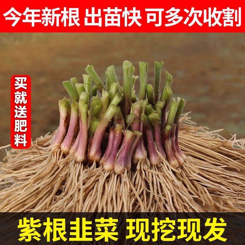 正宗韭菜根现挖红根宽叶独根红韭菜根苗室内阳台盆栽本地韭菜种子
