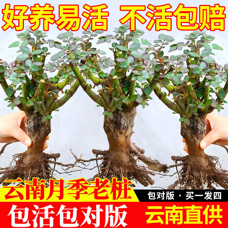玫瑰花苗老桩绿植物盆栽月季老根阳台特大花卉四季红玫瑰开花庭院