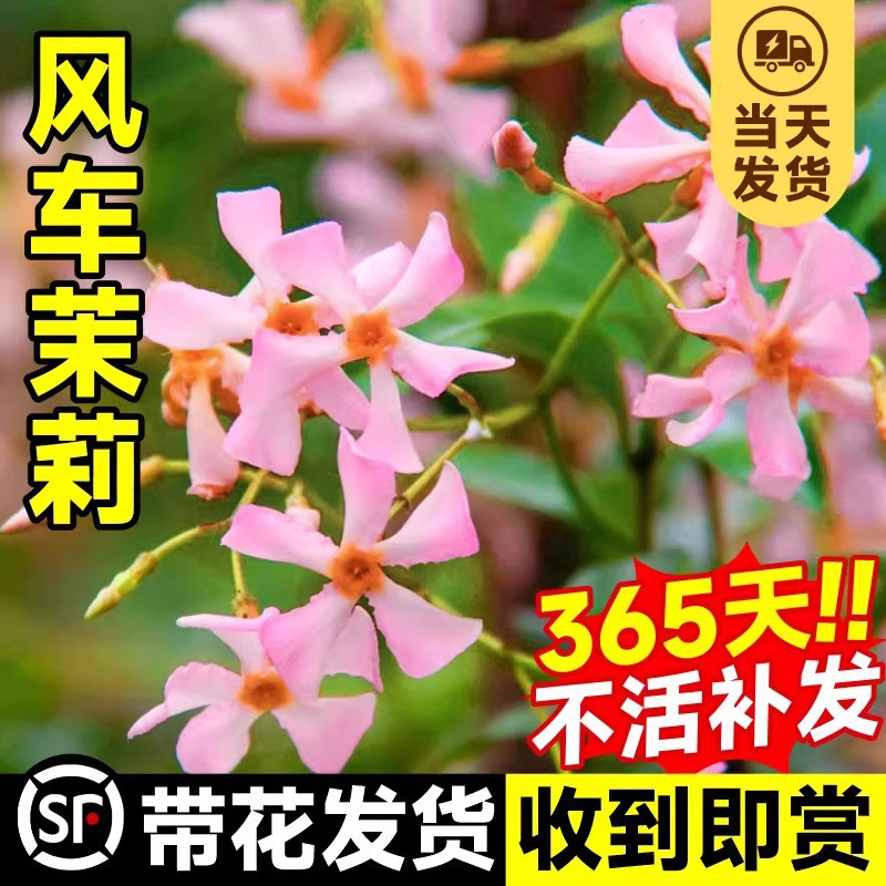 粉色风车茉莉爬藤植物盆栽络石藤蔓垂丝花卉室外阳台庭院攀援花卉