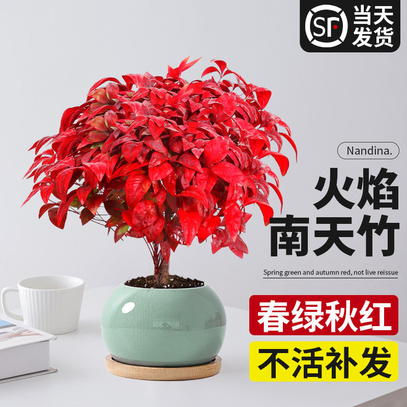 火焰南天竹盆栽红叶小盆景耐寒植物室内桌面好养观叶花卉四季绿植