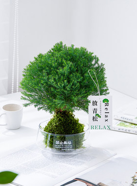 放青松雾凇苔藓球植物室内办公桌面绿植情绪稳定花卉雾松四季常青