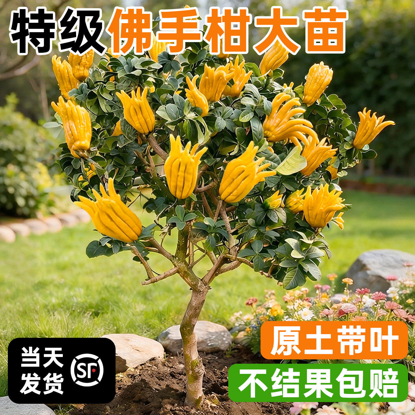 佛手柑树苗盆栽带果室内阳台庭院老桩金华佛手鲜果树好养花卉绿植,鲜花速递/花卉仿真/绿植园艺,绿植,淘宝优惠券,粉丝福利购,淘宝优惠卷