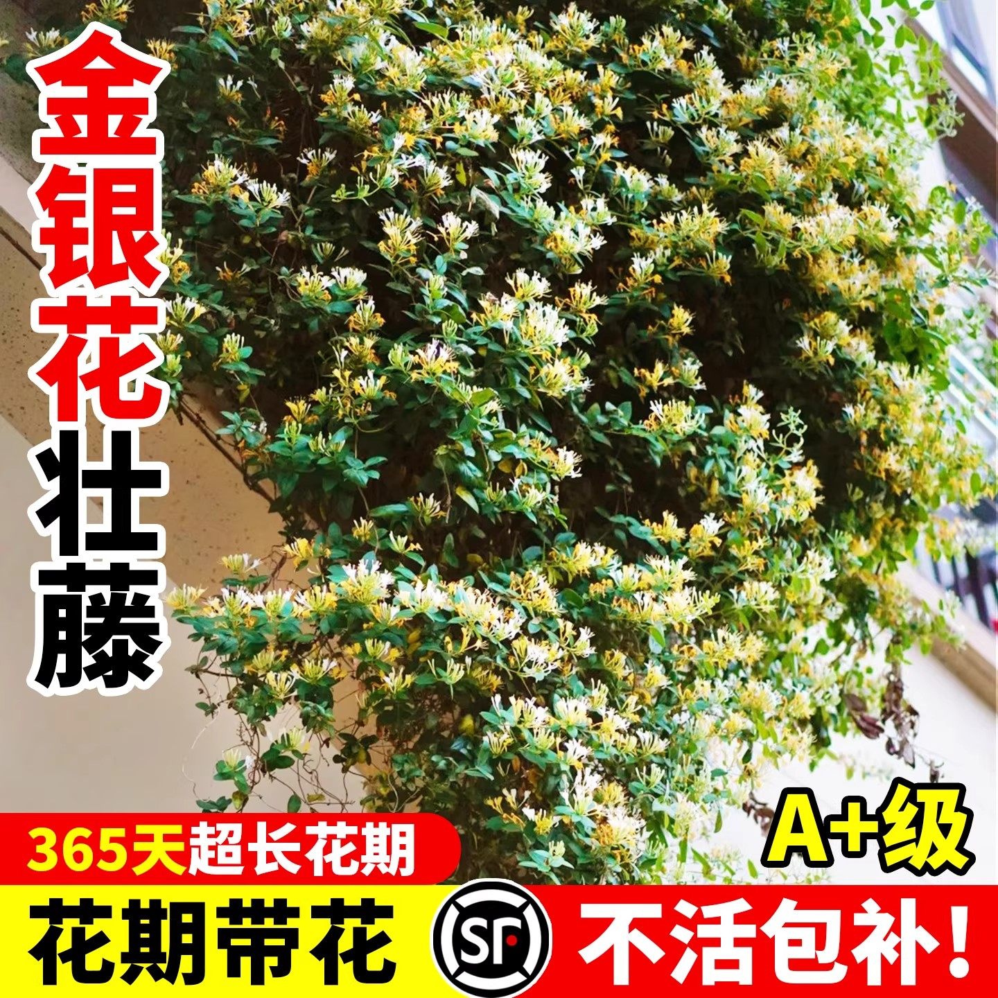 可食用金银花树苗药红色五彩老桩浓香型花卉盆栽阳台庭院爬藤植物,鲜花速递/花卉仿真/绿植园艺,时令草本花卉,淘宝优惠券,粉丝福利购,淘宝优惠卷