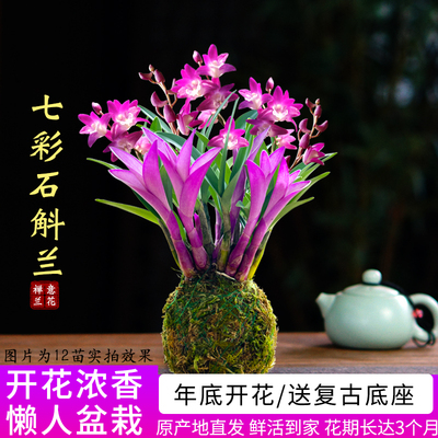七彩香水石斛兰花四季好养绿植