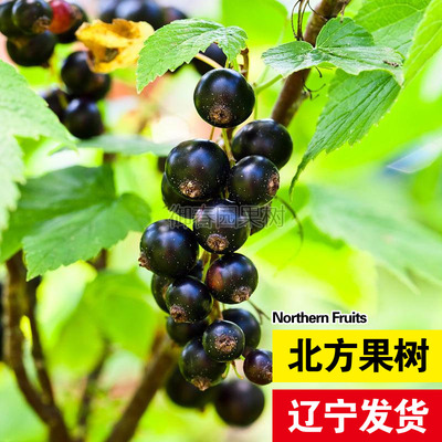 黑加仑盆栽地栽树葡萄苗嘉宝果黑醋栗当年结果耐寒南北方种果树苗