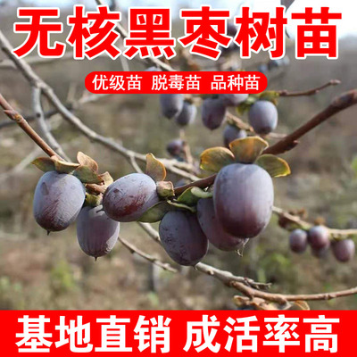 无核黑枣树苗君迁子黑枣牛奶柿子苗无核黑枣苗南北方种植当年结果