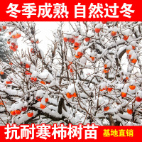 甜雪红柿子树苗嫁接耐寒品种冬天室外自然过冬南北方种植当年结果